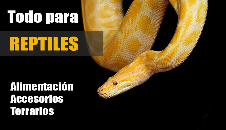 Reptiles